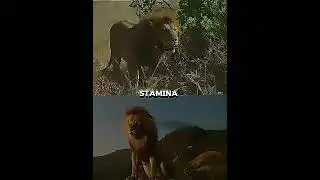Sri Lankan lion VS African lion edit 🔥#shorts #lion
