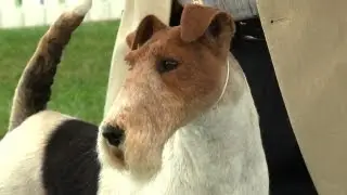 Southern Counties Championship Dog Show - Terrier group