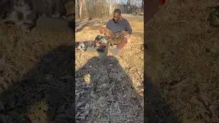 ❤️ Puppy play time ❤️ with Alandise Harris #merlebully #xlbully #exoticpets #puppy #dog
