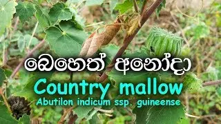 Beheth anodha - Country mallow - Abutilon indicum ssp. guineense