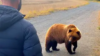 When you can&rsquo;t outrun a Hungry Grizzly Bear&hellip; #survival #scary #wildlife