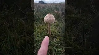 Wildfood Foraging uk #wildfood #wildmushrooms #foraging