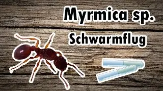 Ameisenkönigin fangen - Myrmica sp. Schwarmflug 2018