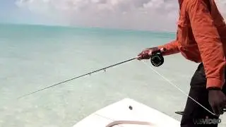Stripping to a Bonefish - Capt. Shawn Leadon - Bonefishing - Andros Island Bonefish Club