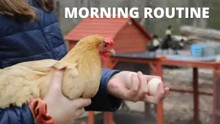 DAILY Duckling and Chicken Morning ROUTINE! |Julia & Olga|
