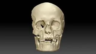 3D Scan skull complete with transparency - Medelpad