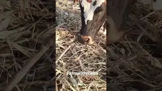 cattle eating sugarcane #shorts #village