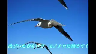 長距離コール／伊藤敏博