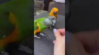 #birds #birdslover #birdsounds #birdsyoutube