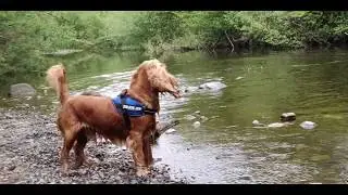 240fps Slow Motion Dog Walk - May 15, 2020