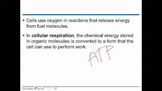 Cell and Energy part 1
