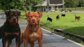 How Other Dogs React to My Rottweiler and Bandog in Thailand