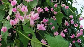 Beautiful Antigonon Leptopus Flowers in the Savage Garden