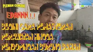 Edan.! Begini Cara Pemasteran Perawatan hingga Pendopingan Burung Pleci Bahan Ala Endok Tatto