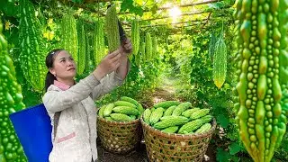 Single mothers: Harvest 1000 giant bitter gourds and take them to the market to sell.