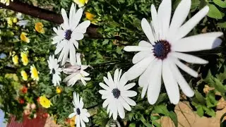Collecting Dimorphotheca/  African Daisy seeds