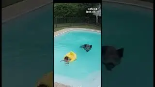 boar rescue a toddler from drowning #wildboars  #swimmingkids  #totherescue
