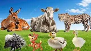 cute animal :- tiger , deer , cow , duck , dog , rat , fox _ animal video