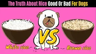 The TRUTH about RICE Good or BAD For Dogs?🤔