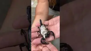 Emperor Scorpion Just Had Babies😳🥰 #wow #beautiful #nature #wildlife #cool  #animals