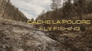 First Chubby Eat of 2025 - Great Day Fly Fishing the Cache la Poudre - March2025