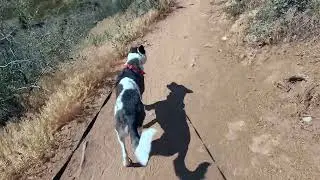 Colorado Pup