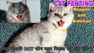 Cat panting: Why It Happens And What To do About It| Persian Cat Panting | Cat Panting like a dog