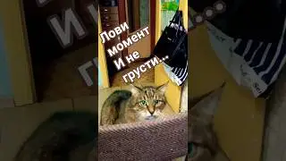 Руки не зубы#цитатыстэтхэма #cat #юмор