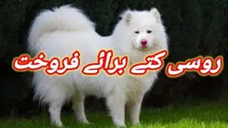 Russian Dog Available For Sale In Pakistan | Zero Size |