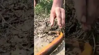 Amazing Giant Eel Fishing🐟 #shorts #eelfish #gianteelfishing #youtubeshorts