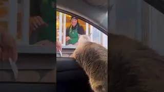 When your caffeine addiction hits purr-fectly on time.