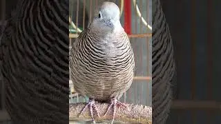 Very effective in attracting all turtle doves, immediately joining in the gacor