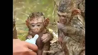रुला देंगी!गुजरात में बाढ़ प्रभावित इलाके में भूखे-प्यासे दो छोटे बंदरों को जब किसी ने पिलाया दूध||