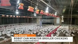 Poultry Robots Monitor Broiler Chickens