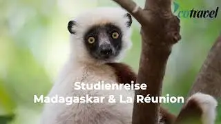 Studienreise Madagaskar &  La R&eacute;union mit Peter Kappeler