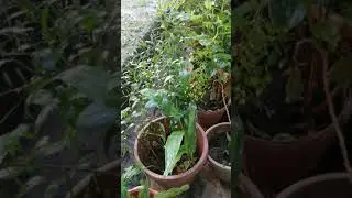 PlantStation
