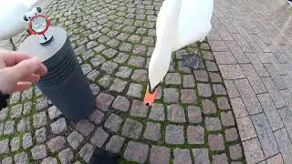 Free Stock Footage: Crazy Duck 😂 Transer Magazine - Withinternet of Peace #WOP by Worldyman