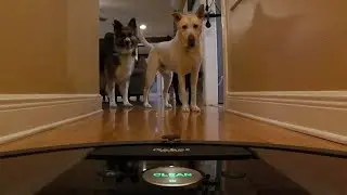 irobot roomba 960 review with 3 dogs