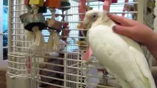 Roxie the Bare-Eyed Cockatoo Talking