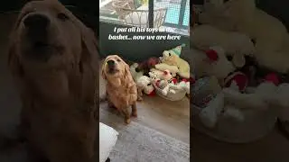 @kingarthurgolden: Она переставила мои игрушки без моего согласия. 🐾 #собачьишорты #собаки #щенки...