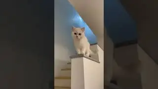 My white cat laughing #shorts