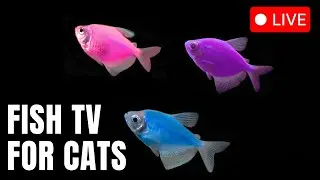 10 Hours of Neon Colorful Fish 🐠 | Relaxing Cat TV LIVE with Flowing River Water Sounds