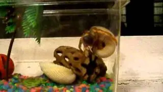 Hermit Crab's Escape Attempt