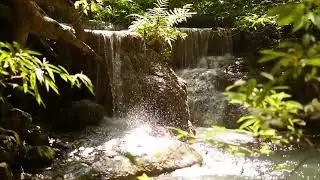 Peace Meditation (Japanese) Golden Rule Day 2020