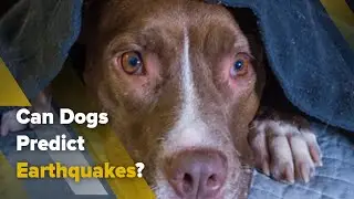 Can Dogs Predict Earthquakes?