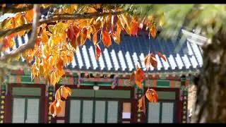 【수면+치유+명상 ASMR 음악】1시간 