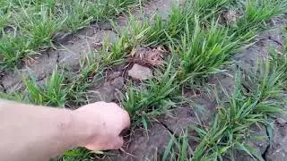 Боронування озимої пшениці🌾