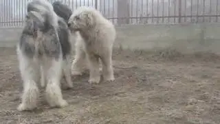 Natural breeding of dogs -  Mioritic Sheepdog -