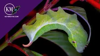 Attracting Green Sphinx moths to Your Garden - The Pluto Sphinx