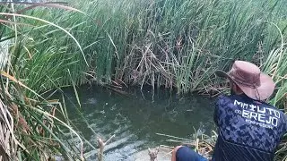 Uma buraca no canto da taboa cheia de peixe, já cheguei pegando uma tilápia bruta 
